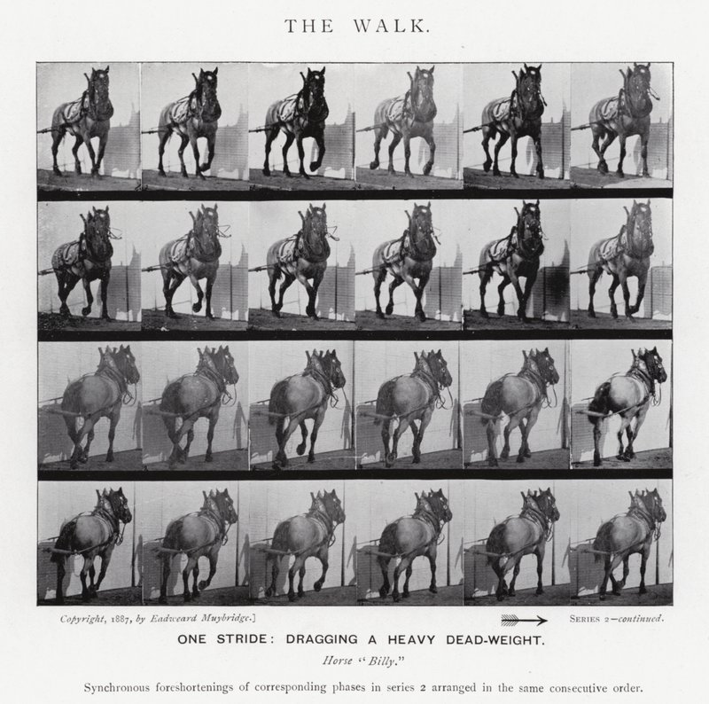 Eadweard Muybridge: The Walk (m/w kuva) tekijältä Eadweard Muybridge