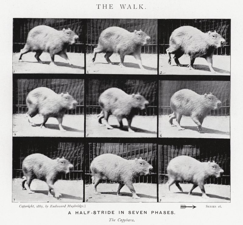 Eadweard Muybridge: The Walk (m/w kuva) tekijältä Eadweard Muybridge