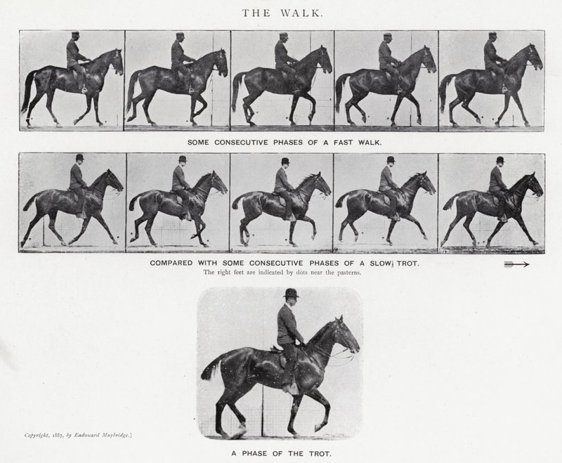 Eadweard Muybridge: The Walk (m/w kuva) tekijältä Eadweard Muybridge