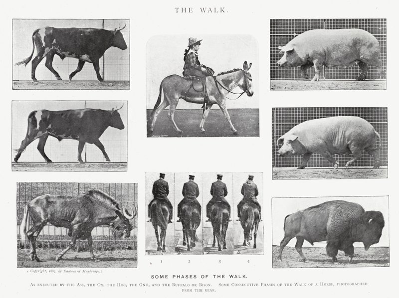 Eadweard Muybridge: The Walk (m/w kuva) tekijältä Eadweard Muybridge
