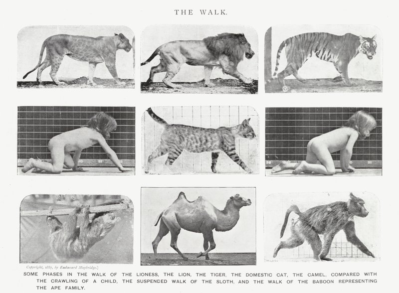 Eadweard Muybridge: The Walk (m/w kuva) tekijältä Eadweard Muybridge