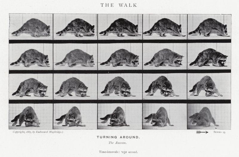 Eadweard Muybridge: The Walk (m/w kuva) tekijältä Eadweard Muybridge