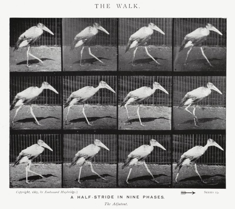 Eadweard Muybridge: The Walk (m/w kuva) tekijältä Eadweard Muybridge