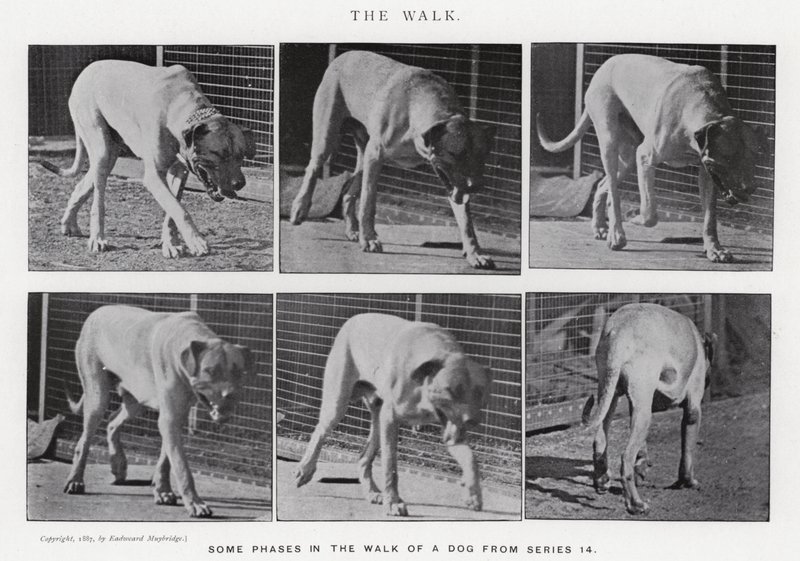 Eadweard Muybridge: The Walk (m/w kuva) tekijältä Eadweard Muybridge