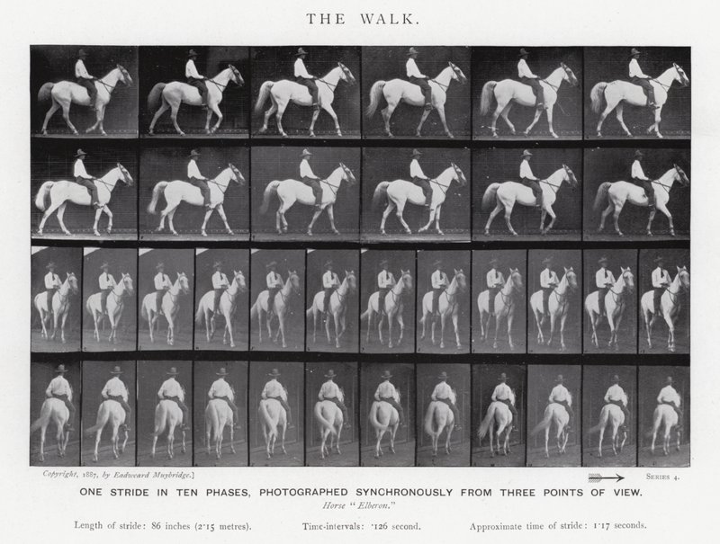 Eadweard Muybridge: The Walk (m/w kuva) tekijältä Eadweard Muybridge
