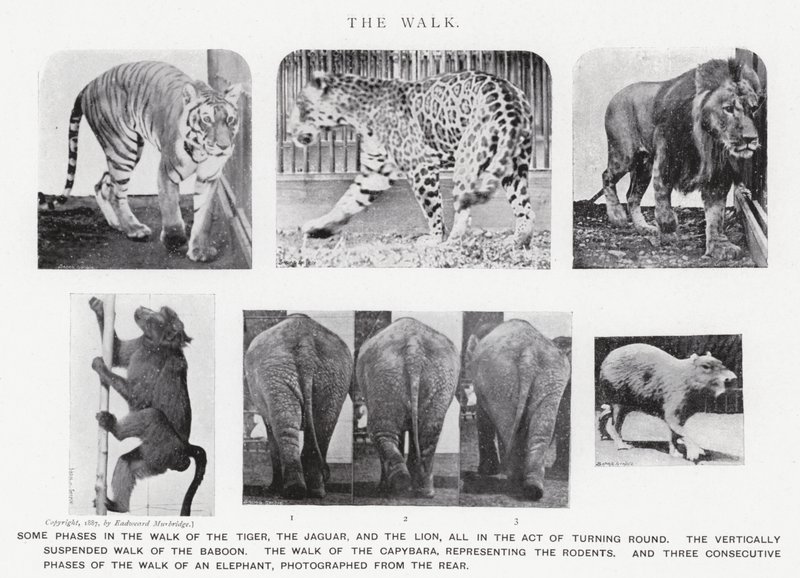 Eadweard Muybridge: The Walk (m/w kuva) tekijältä Eadweard Muybridge