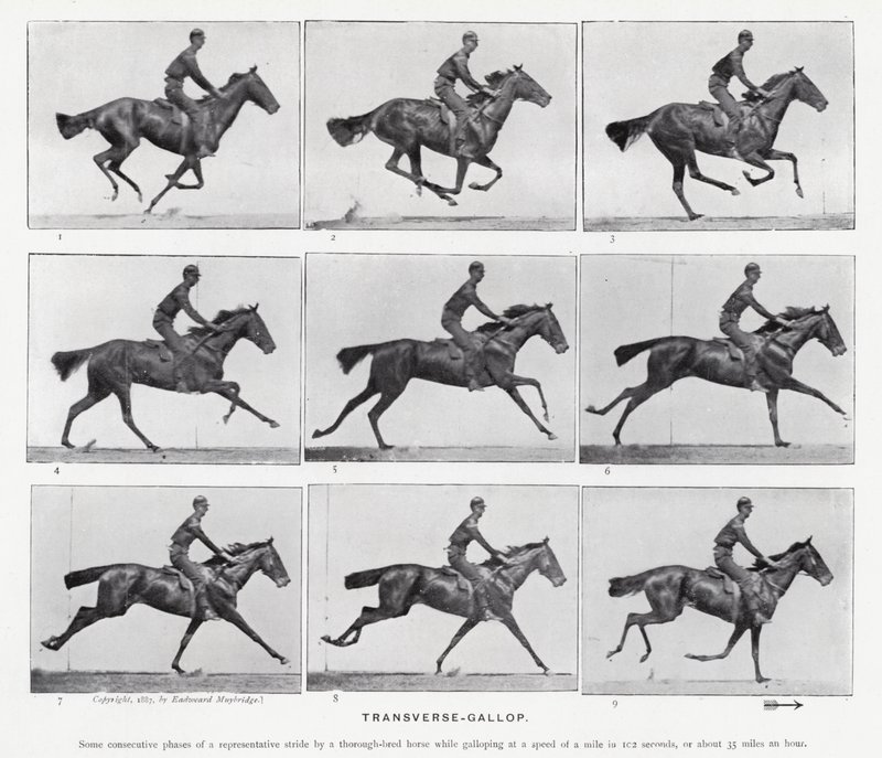 Eadweard Muybridge: Transverse-Gallop (m/w kuva) tekijältä Eadweard Muybridge