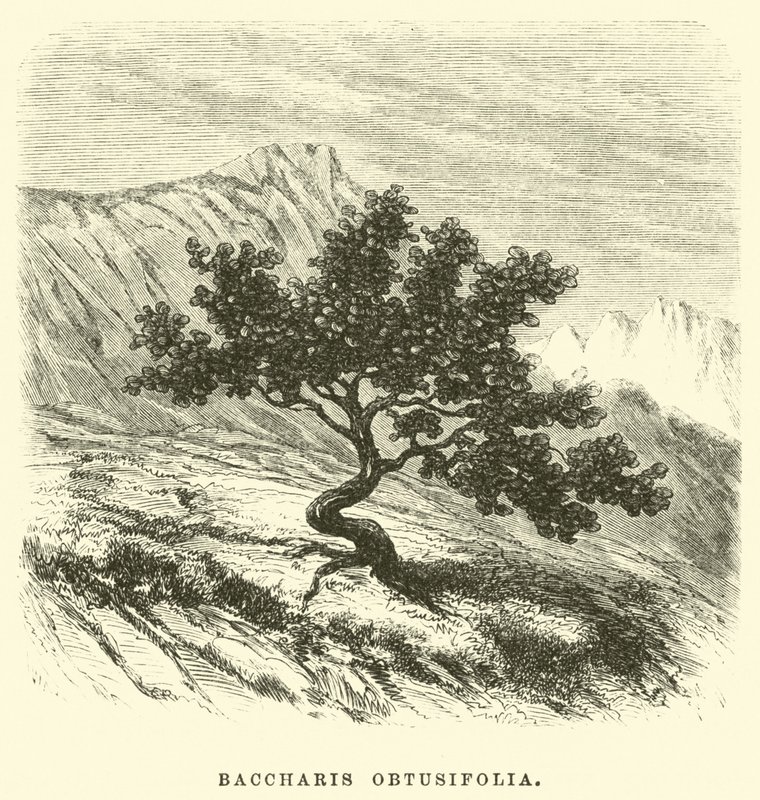 Baccharis obtusifolia tekijältä Edouard Riou