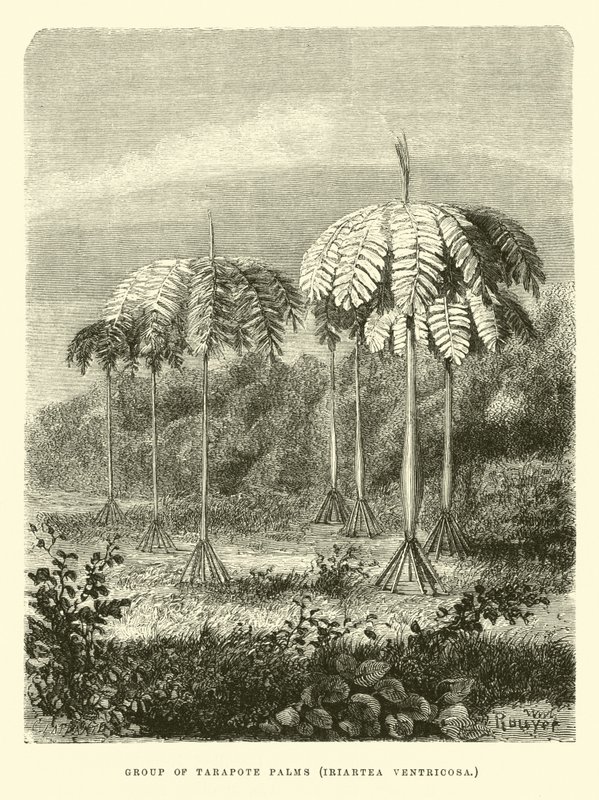 Tarapote-palmuryhmä, Iriartea ventricosa tekijältä Edouard Riou
