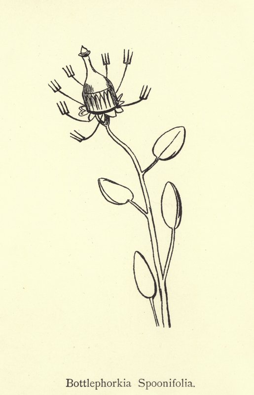 Bottlephorkia Spoonifolia tekijältä Edward Lear