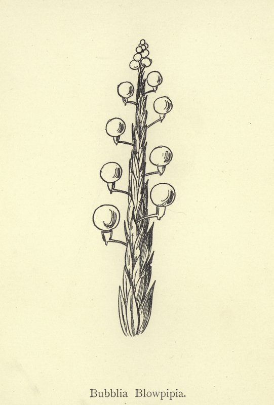 Bubblia Blowpipia tekijältä Edward Lear