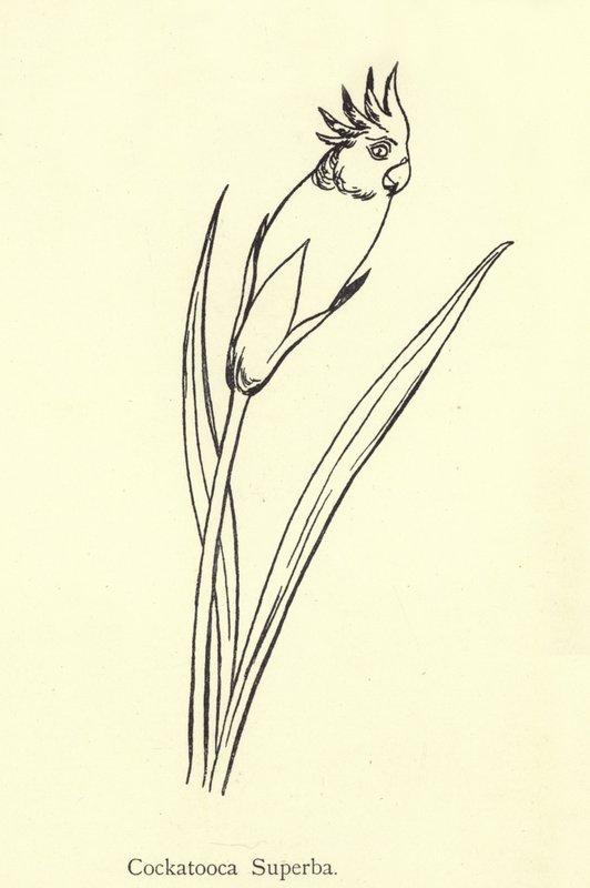 Cockatooca Superba tekijältä Edward Lear