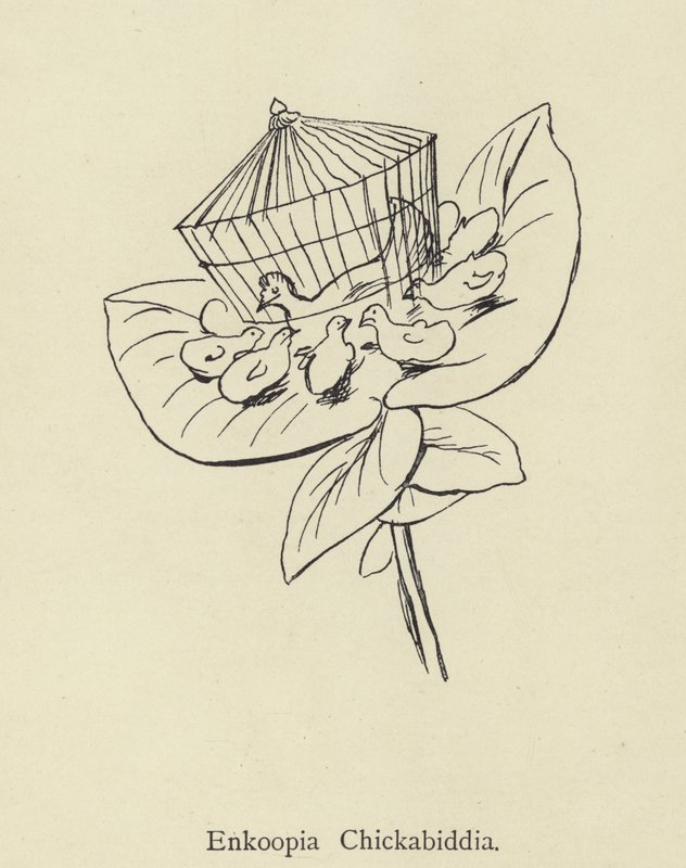 Enkoopia Chickabiddia tekijältä Edward Lear
