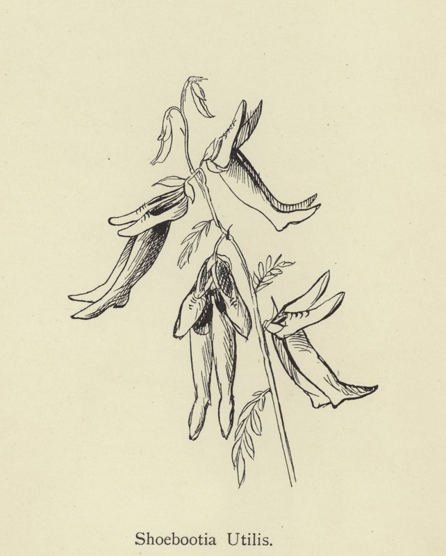 Shoebootia Utilis tekijältä Edward Lear