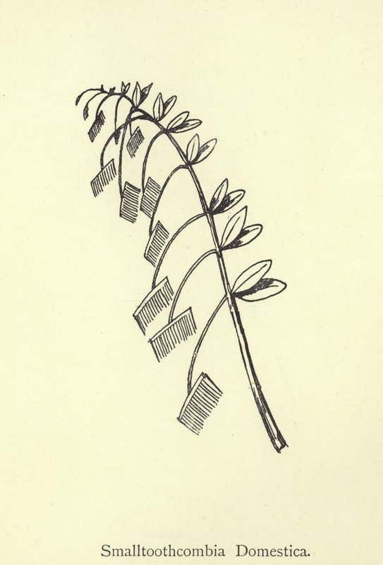 Smalltoothcombia Domestica tekijältä Edward Lear
