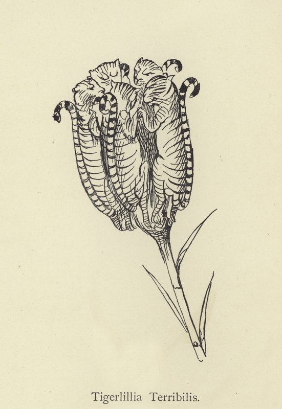 Tigerllilla Terribilis tekijältä Edward Lear
