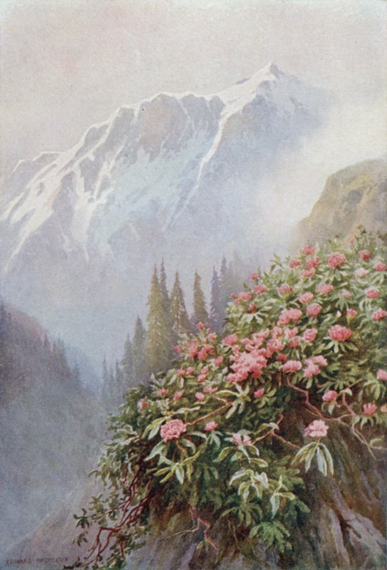 Luonnonvaraiset rododendronit tekijältä Edward Mary Joseph Molyneux