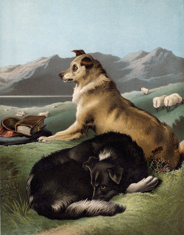 Collie koirat tekijältä Edwin after Landseer