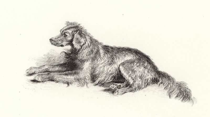 Setter-koira tekijältä Edwin Landseer