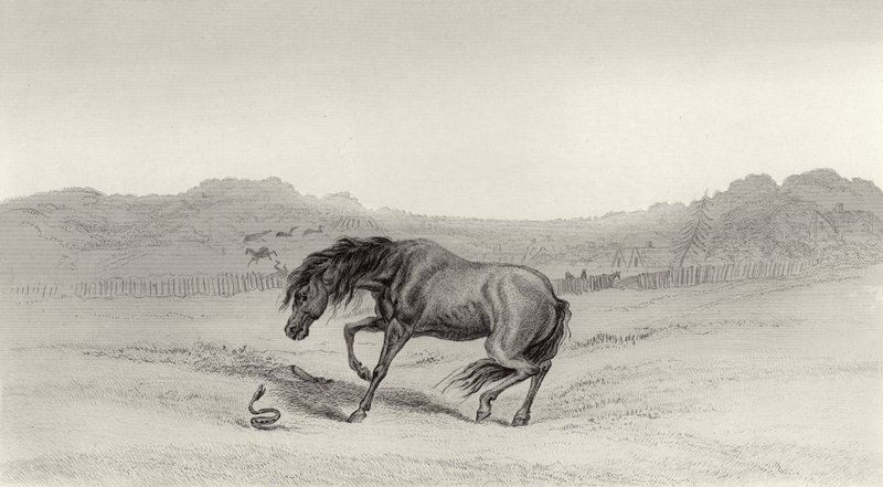 hämmästynyt! tekijältä Edwin Landseer
