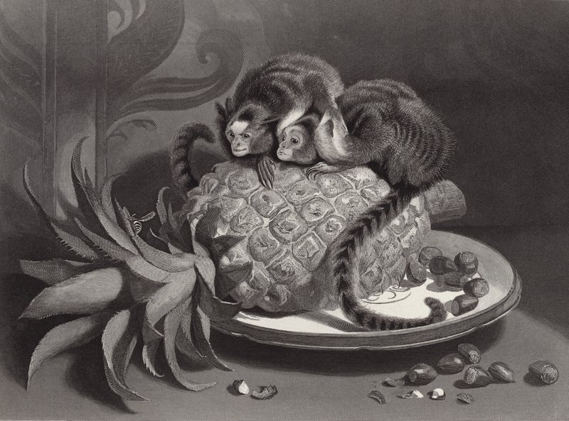 Marmozetit tekijältä Edwin Landseer