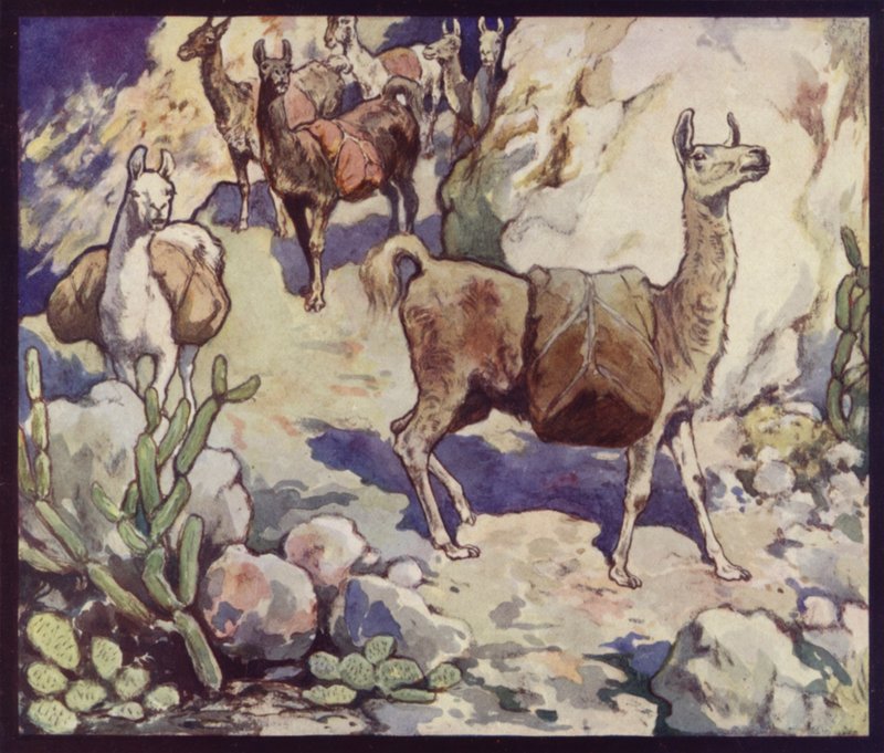 Laamat Andeilla (väri litho) tekijältä Edwin Noble