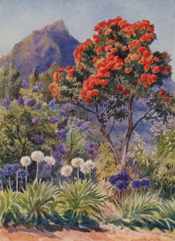 Tulipunakukkainen eukalyptus, lähellä Kapkaupunkia (värilitro). tekijältä Elizabeth Drake