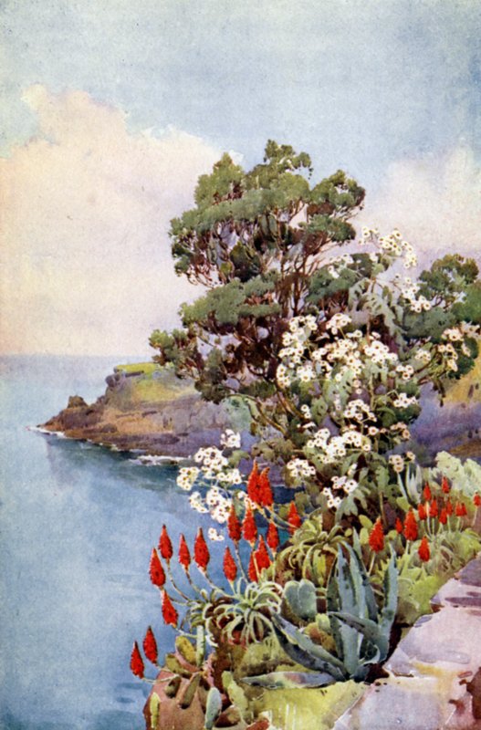Aloes ja Daisy Tree (väri litho) tekijältä Ella Du Cane