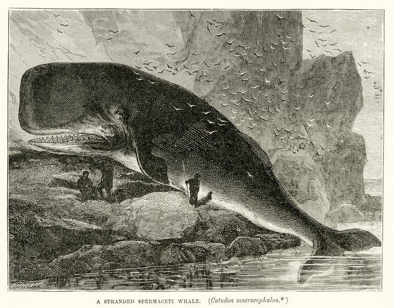 Stranded Spermaceti Whale (Catodon Macrocephalus) tekijältä English School