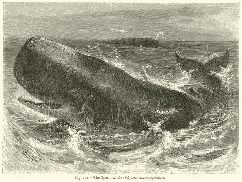 Kaskelovalas (Physeter Macrocephalus) tekijältä English School