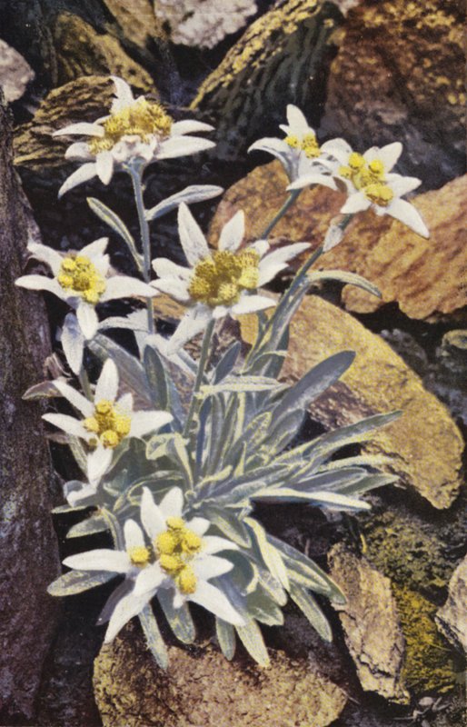 Alppikukkia: Alpinum (värikuva). tekijältä English Photographer