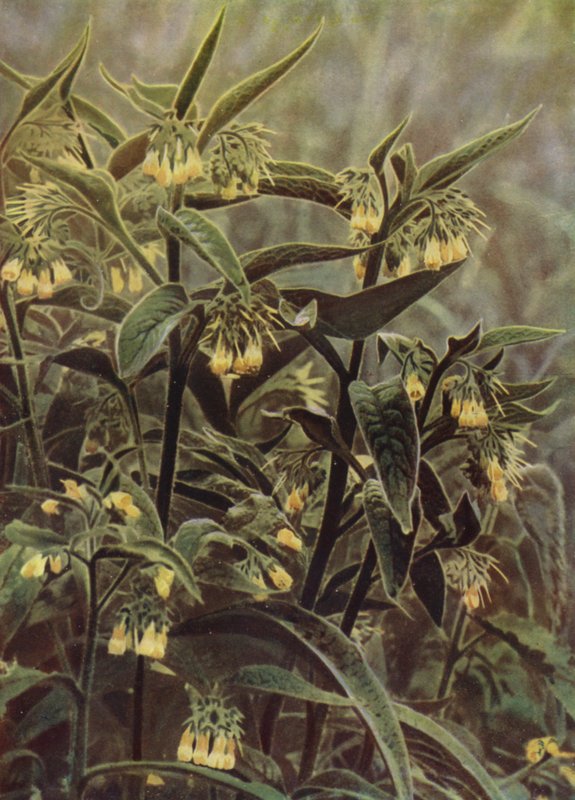 Comfrey (kuva) tekijältä English Photographer