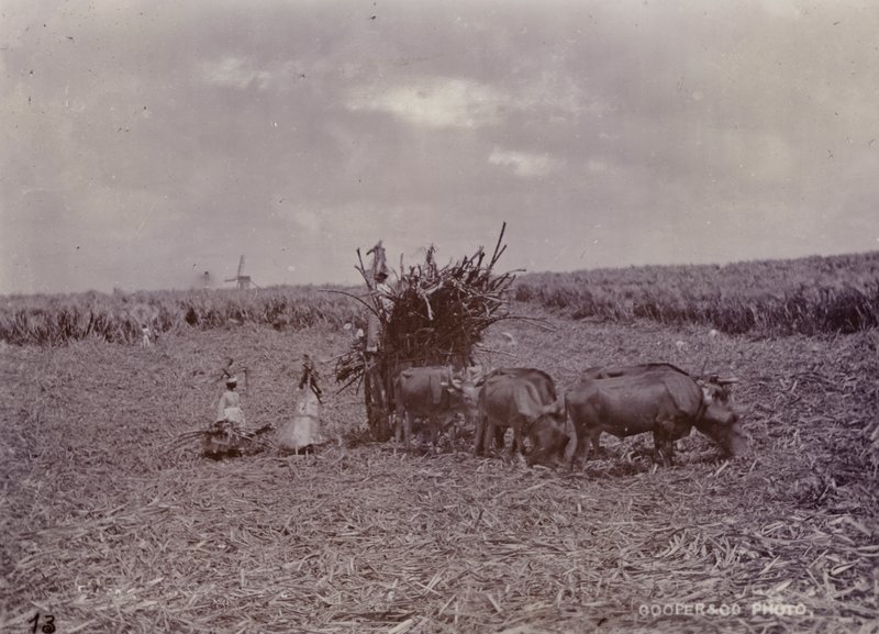 Sokeriviljelmä, Barbados, 1880 tekijältä English Photographer