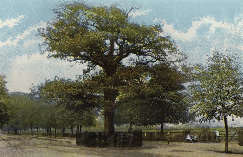 Midland Oak, Leamington tekijältä English Photographer