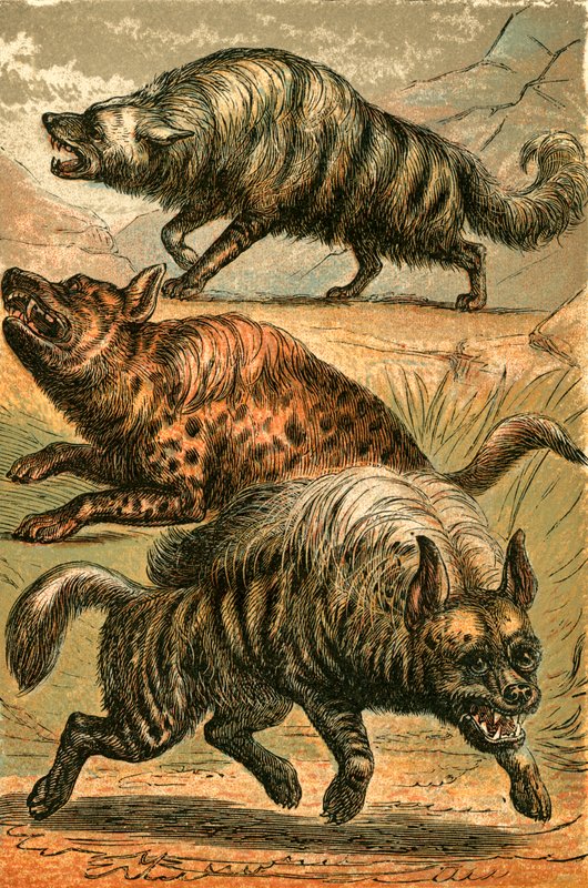 Aard Wolf, täplikäshyena ja raidallinen hyena tekijältä English School