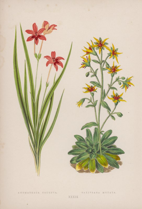 Anomatheca Cruenta; Saxifraga Mutata (väriliitossa) tekijältä English School