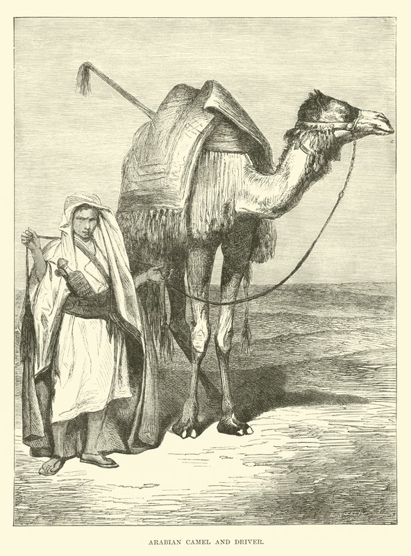 Arabian kameli ja kuljettaja tekijältä English School