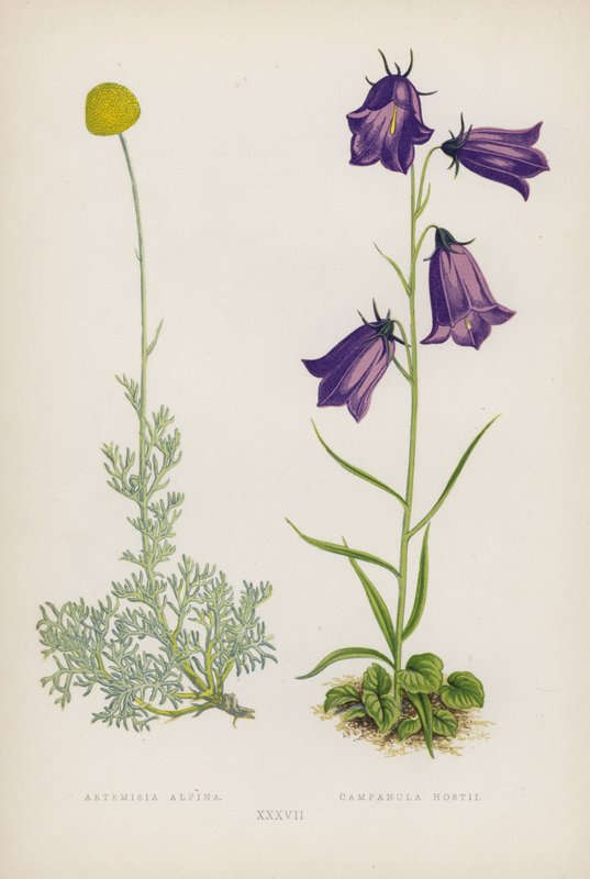 Artemisia Alpina; Campanula Hostii (värilitro) tekijältä English School