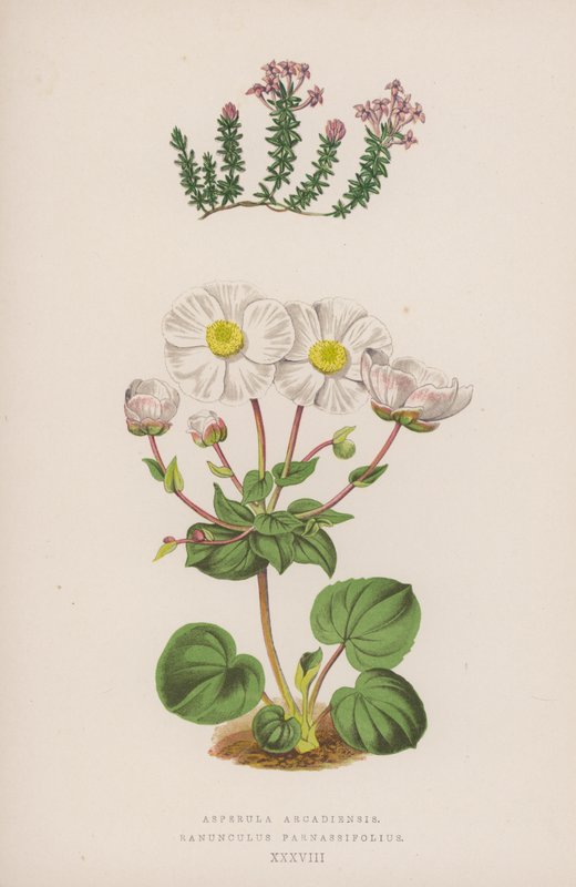 Asperula Arcadiensis; Ranunculus Parnassifolius (värilitro). tekijältä English School