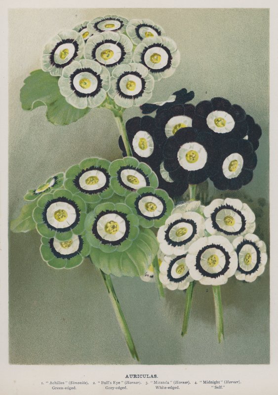 Auriculas tekijältä English School
