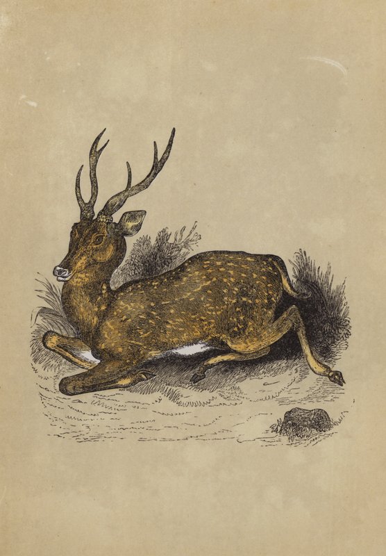 Axis Deer (väri litho) tekijältä English School