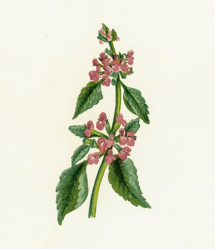 Musta Horehound, Ballota Nigra tekijältä English School