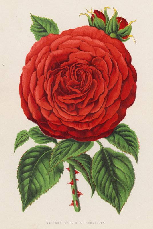 Bourbon Rose, Rev H Dombrain (väri litho) tekijältä English School