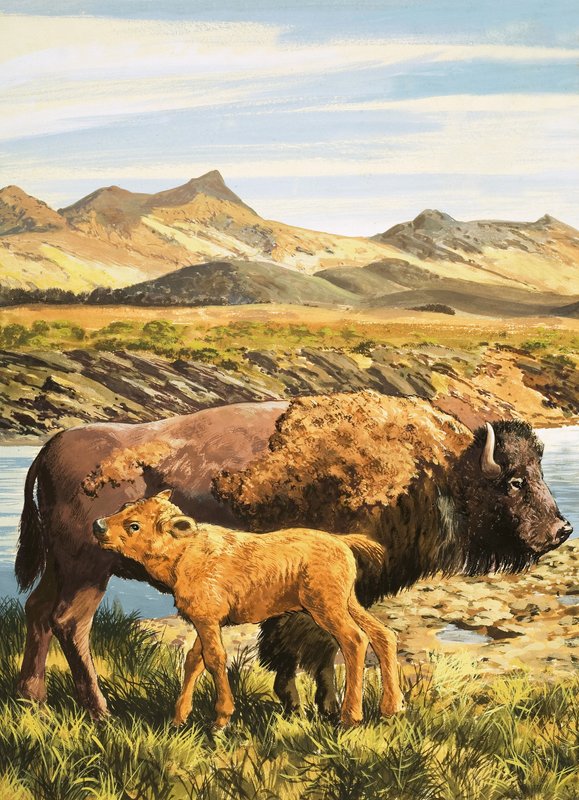 Buffalo tekijältä English School