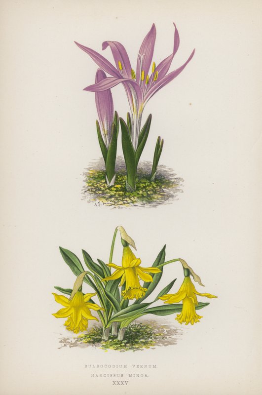 Bulbocodium Vernum; Narcissus Minor (värilitosiini) tekijältä English School