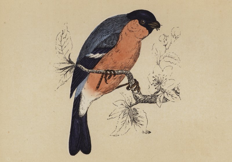 Bullfinch (väri litho) tekijältä English School