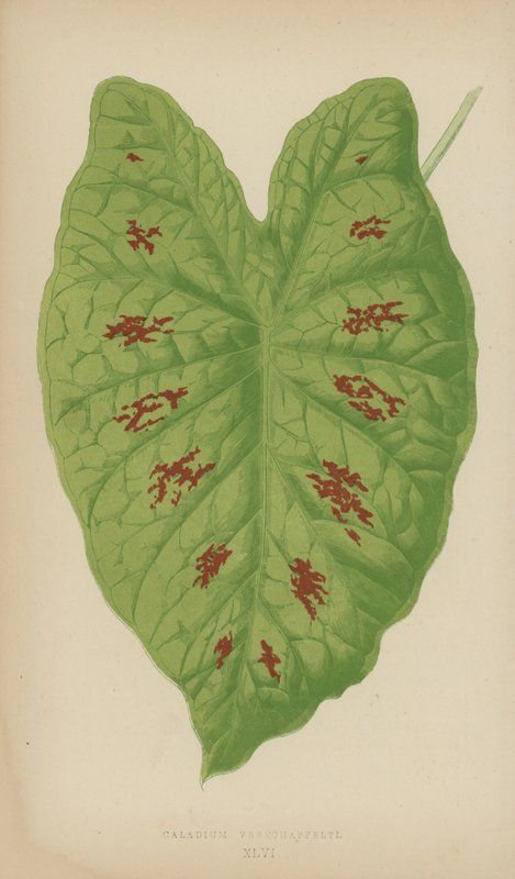 Caladium Verschaffelti tekijältä English School