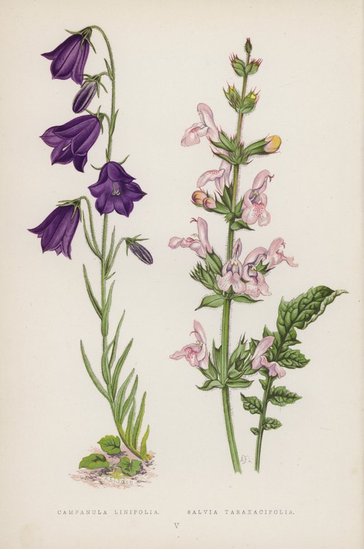 Campanula Linifolia; Salvia Taraxacifolia (väri litho) tekijältä English School