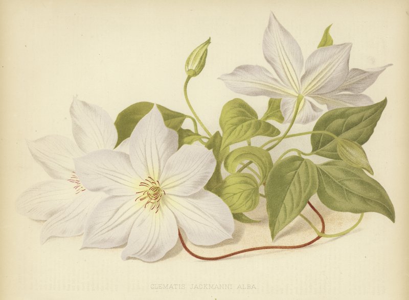 Clematis Jackmanii Alba tekijältä English School