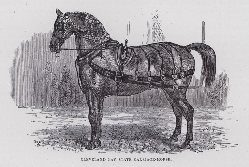 Cleveland Bay State Carriage-Horse (kaiverrus) tekijältä English School